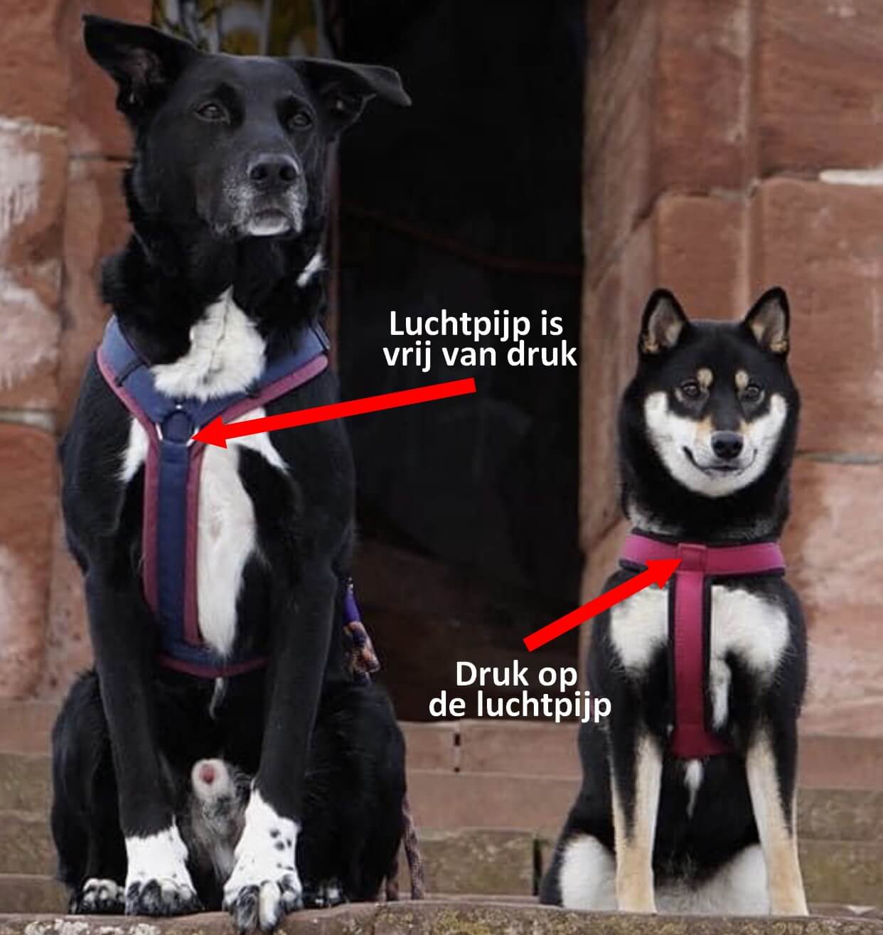 Verschil Y-tuig en H-tuig hond harnas hondentuig tuigje