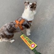 Duidelijke waarschuwingssleeve afstand houden geel lint botje aan riem hond