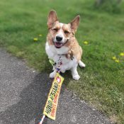 Duidelijke waarschuwingssleeve afstand houden ruimte nodig geen honden hulphond hond in training