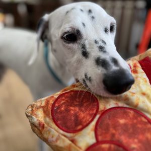 Pizza knuffel hond