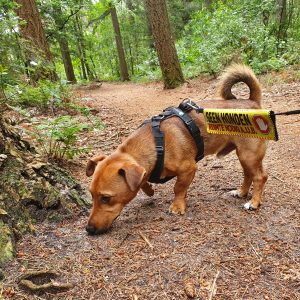 Waarschuwingssleeve geel lint touwtje aan riem afstand houden niet aaien training hond gele strik