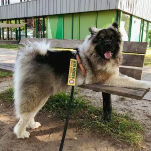 Waarschuwingssleeve geel lint touwtje aan riem afstand houden niet aaien training hulphond hond gele strik