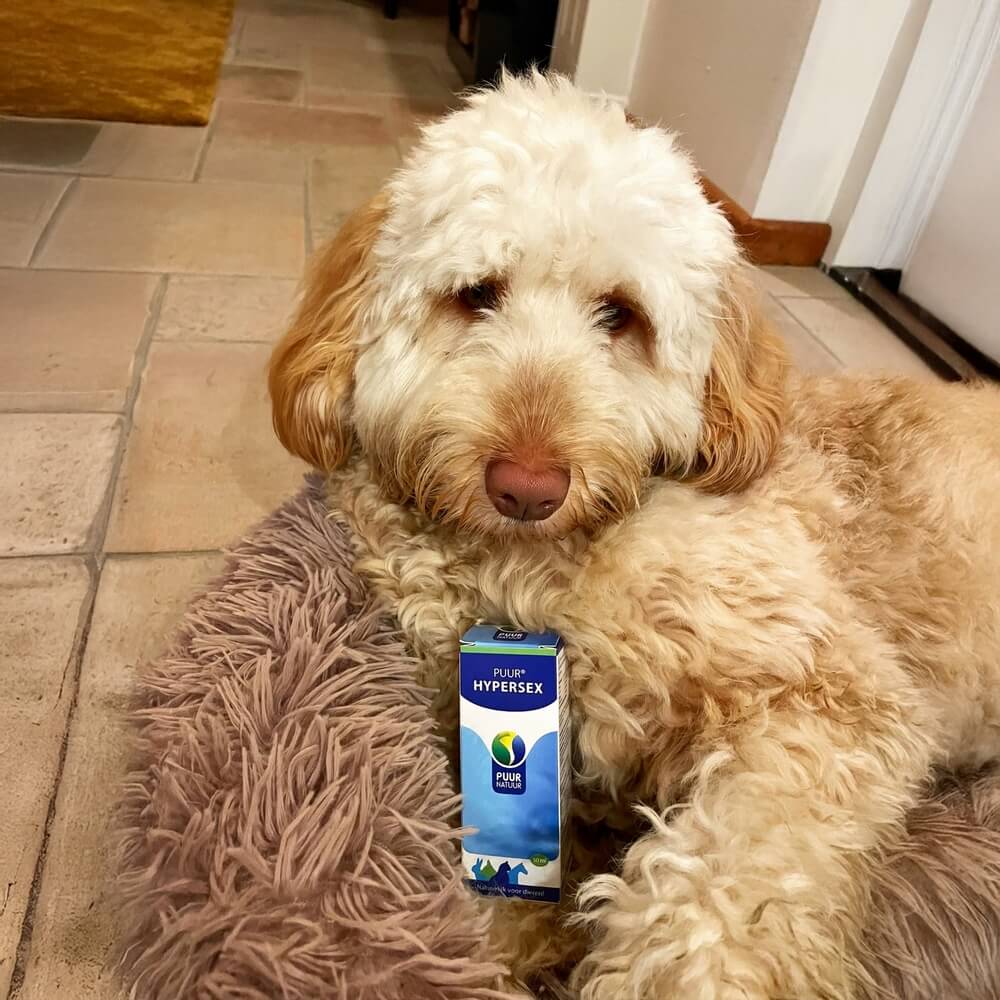 reu kalmeren bij loopse teef