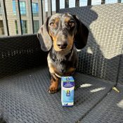 schijnzwanger hond medicatie