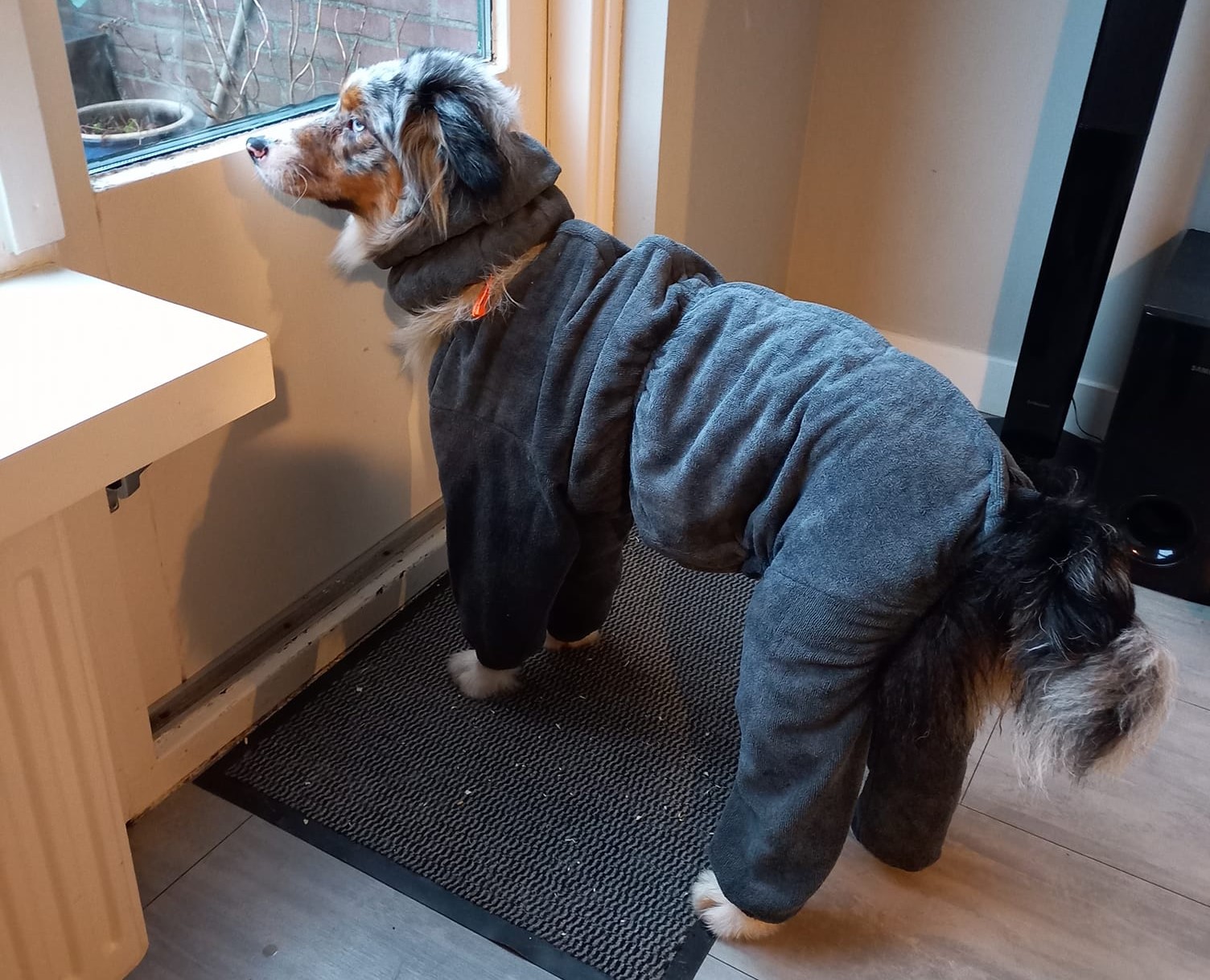 Australian Shepherd met badjas met pootjes aan