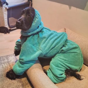 Cocker Spaniel hond met groomcoat superfurdogs hondenbadjas met poten mouwen