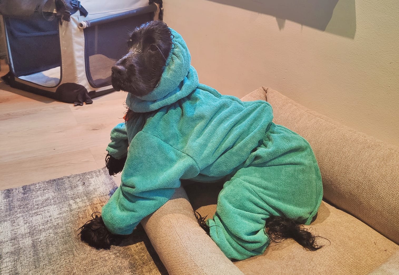 Cocker Spaniel hond met groomcoat superfurdogs hondenbadjas met poten mouwen
