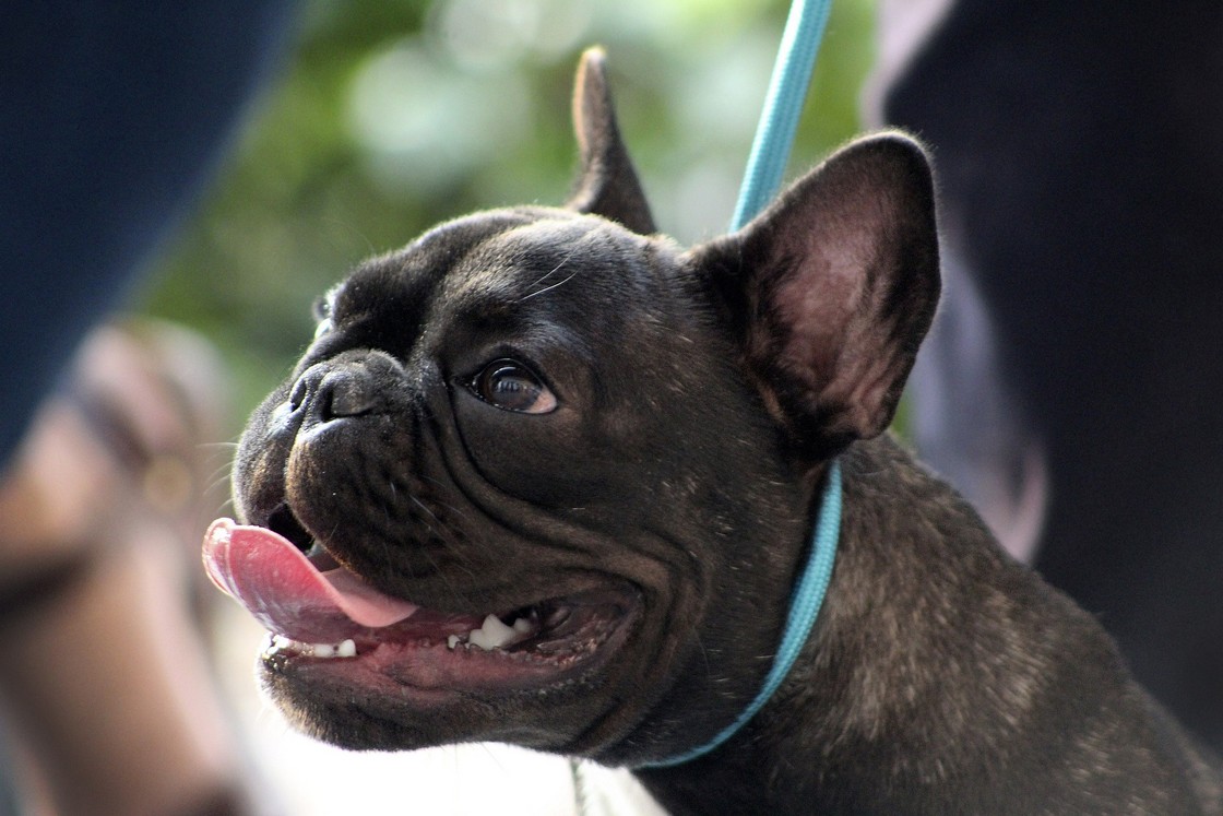 Franse bulldog met sliplijn trainingslijn trainingsriem