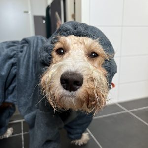 Groomcoat bedekte hondenbadjas met mouwen poten pootjes labradoodle