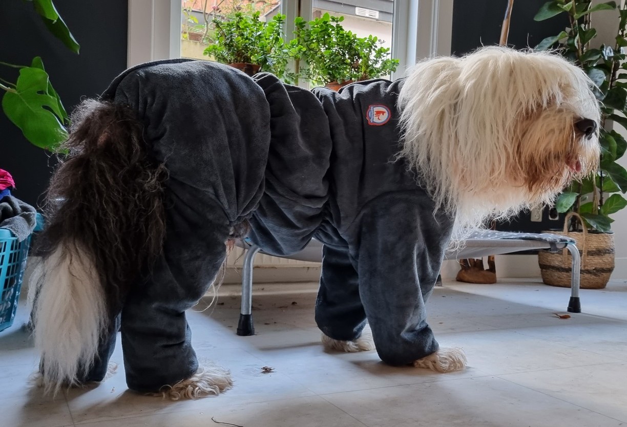 Groomcoat maat L Old English sheepdog bobtail hondenbadjas badjas hond mouwen poten