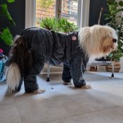 Groomcoat maat L Old English sheepdog bobtail hondenbadjas badjas hond mouwen poten