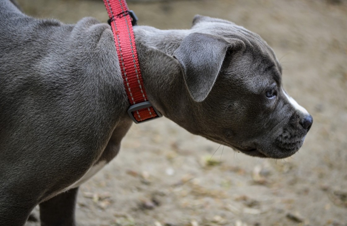 Halsband sliplijn trainingslijn voor een puppy