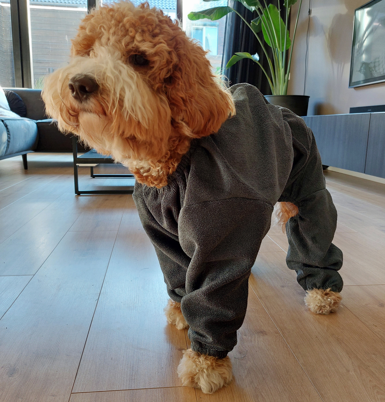 Labradoodle groomcoat badjas hond hondenbadjas bedekt met mouwen poten maat S