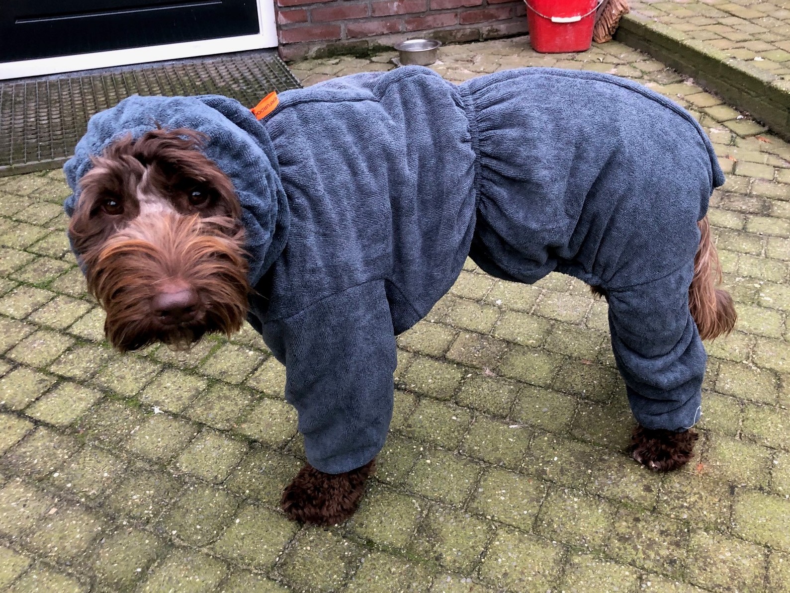 Labradoodle met SuperFurDog Groomcoat hondenbadjas met pootjes mouwen maat M