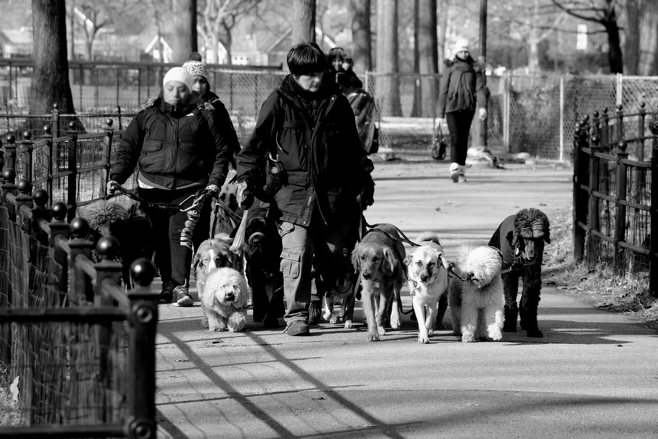 Packleader pack leader walk roedelleider wandeling hond packwandeling