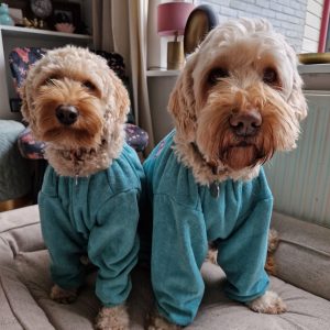 Twee Labraoodles met hun groomcoat hondenbadjas met mouwen pootjes