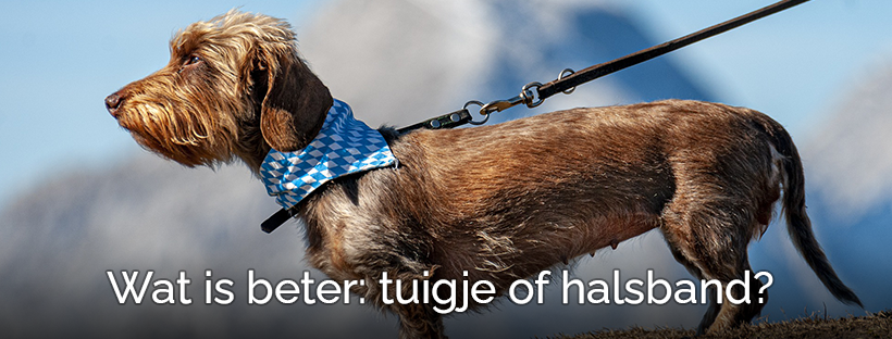 De beste keuze! Een halsband of tuig voor de hond?