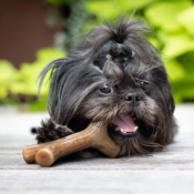 Benebone Maplestick Esdoornhout houten kluif hond houtenkluif foto1