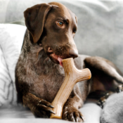 Benebone Maplestick Esdoornhout houten kluif hond houtenkluif foto2