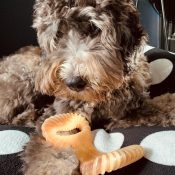 Benebone gebogen kauwbotten nylonbone nylabone hond labradoodle