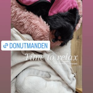 Donut mand hond roze