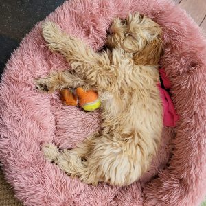 Donut mand voor puppy roze donutmand labradoodle
