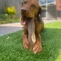 I & I Pets Olijfhout | Kauwsnack | Hond | Bestellen