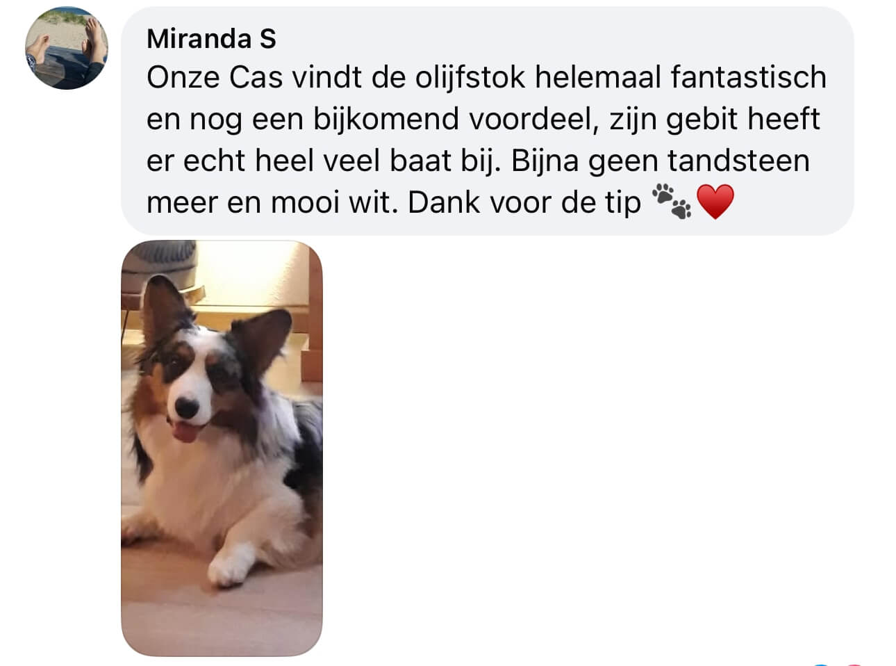 Ervaringen olijfstok olijfhout hond