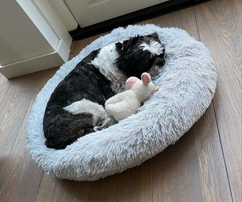 Wat leuk Tien jaar Getuigen De beste Donut Hondenmand: Fluffy Donutmanden XXL