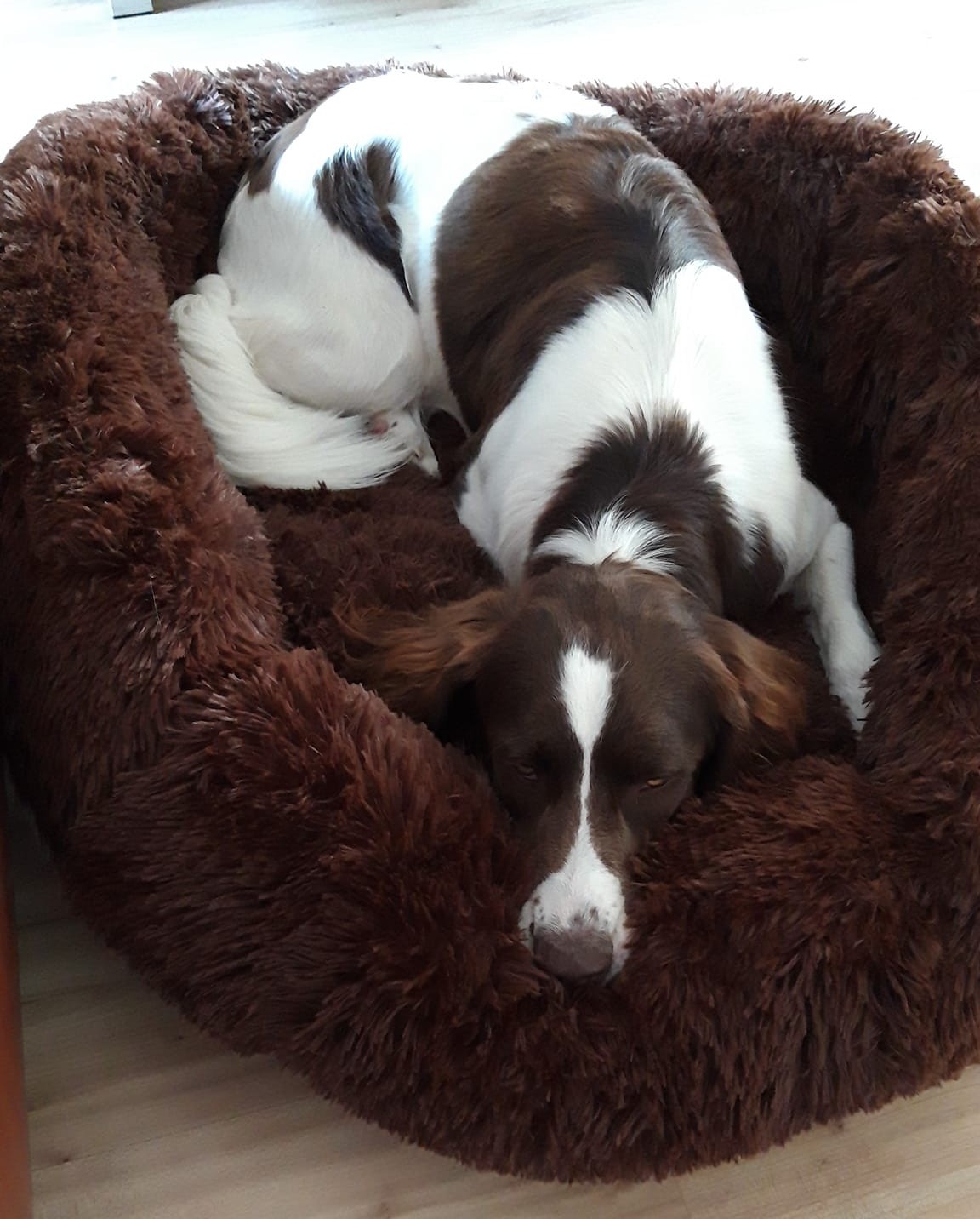 Bevatten Kader nood De beste Donut Hondenmand: Fluffy Donutmanden XXL