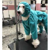 Hond met capuchon kraag om aquablauw hondencapuchon hondenkraag superfurdogs trimsalon poedel