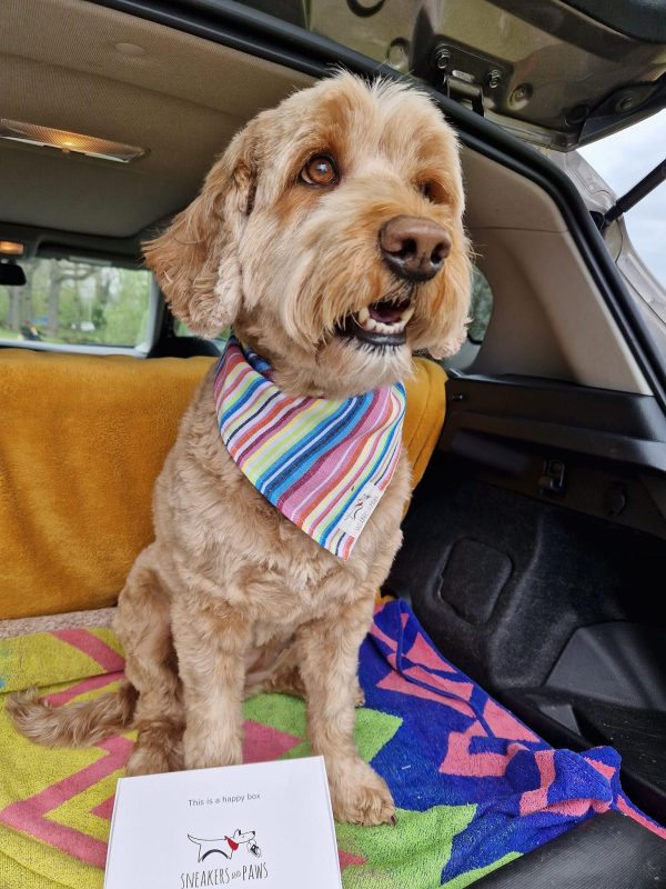 Hondenbandana bandana voor honden