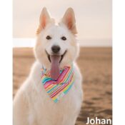 Mooie unieke hippe hondenbandana's honden bandana's online kopen johan