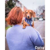 Mooie unieke hippe hondenbandana's honden bandana's online kopen type Daisy