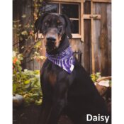 Mooie unieke hippe hondenbandana's honden bandana's online kopen type Daisy