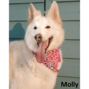 Mooie unieke hippe hondenbandana's honden bandana's online kopen type molly