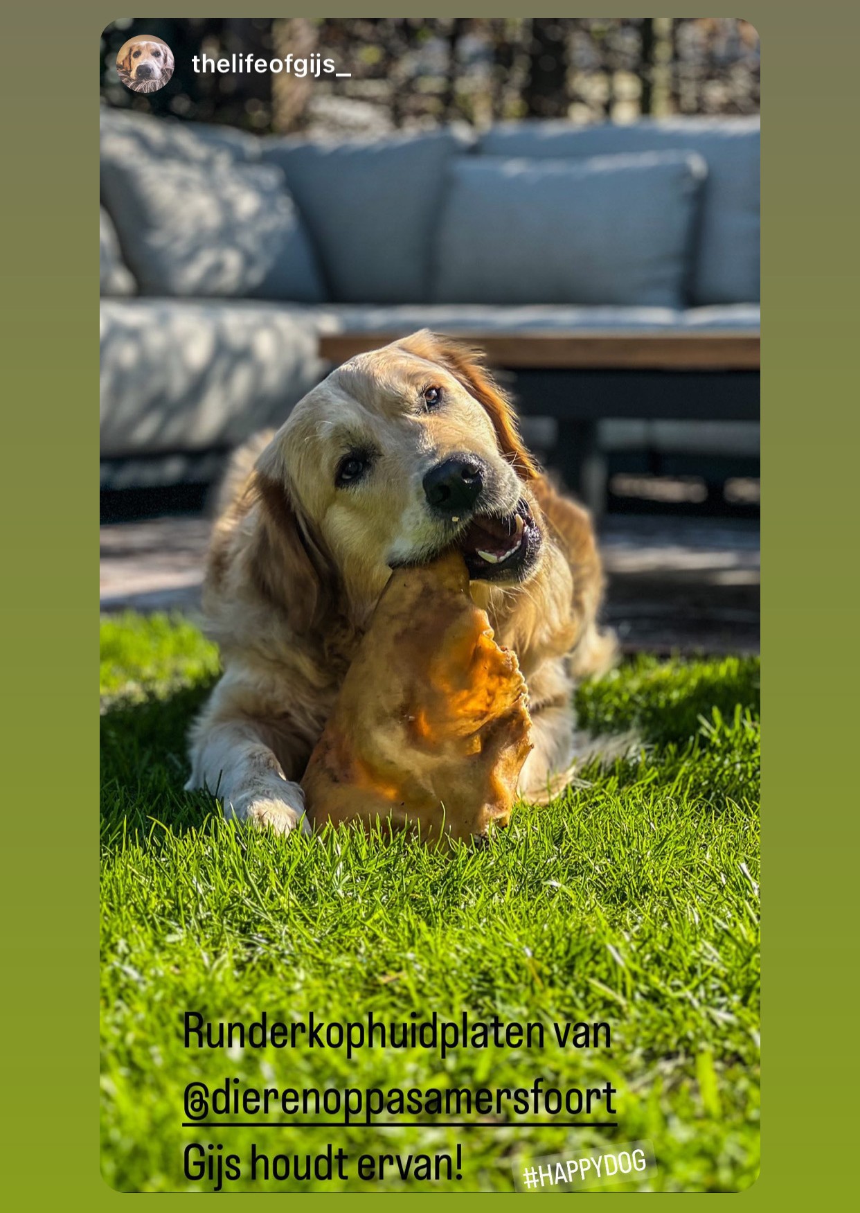 Runderkophuidplaat hond runderkophuid platen XL hard