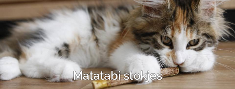 Gevaarlijk of niet? Matatabi stokjes voor katten (Silvervine kattenstokjes)