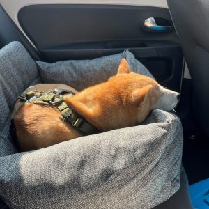 Autostoel voor de hond maat S kleinere hond carseat hondenautostoel