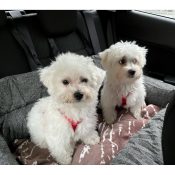 Autostoel maat L voor twee hondjes honden grijs in de auto mandje