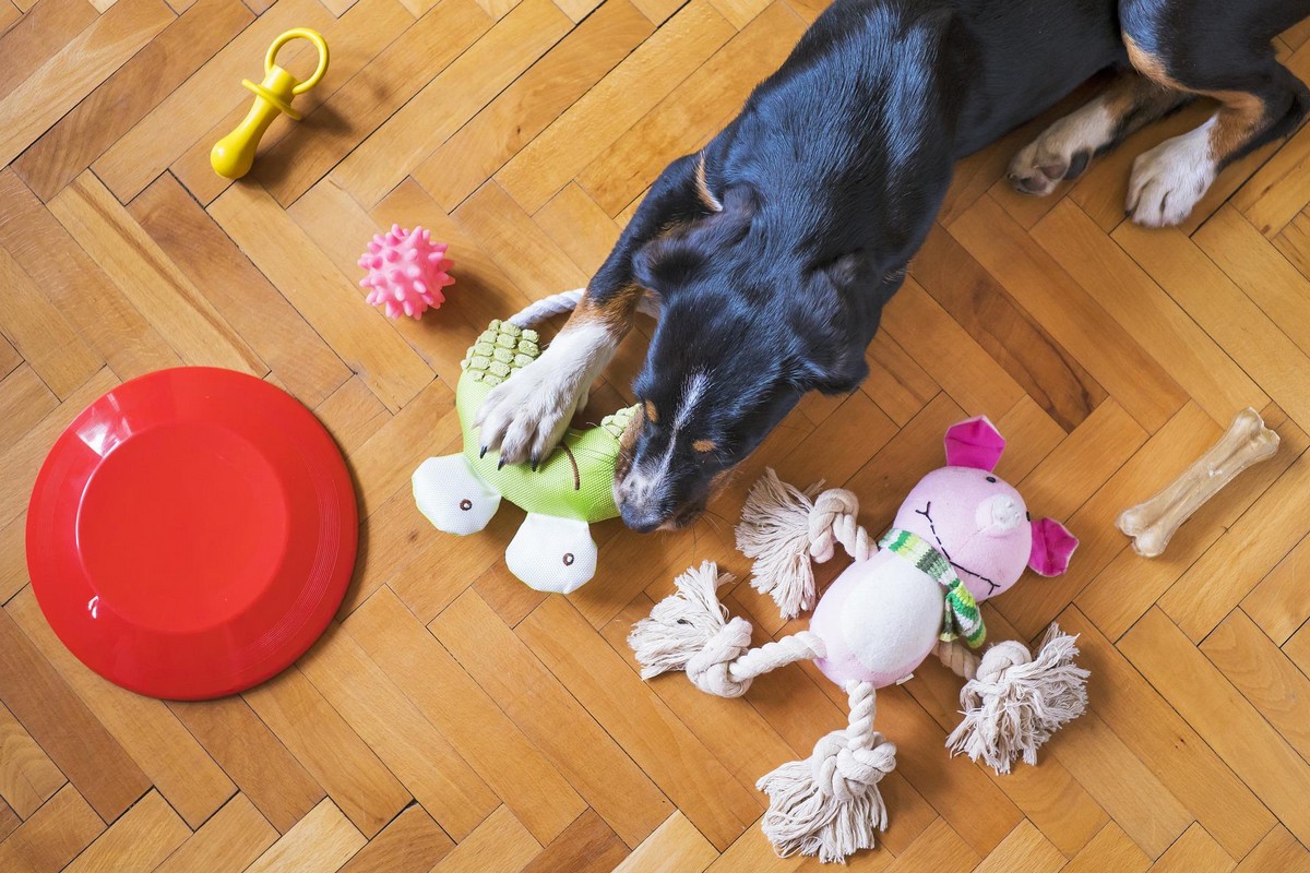 Bijtgedrag puppy bijten handen voeten agressief grommen overprikkeld