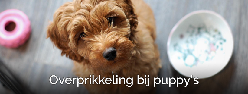 Help! Mijn puppy bijt! – Overprikkeling & Bijgedrag bij pups