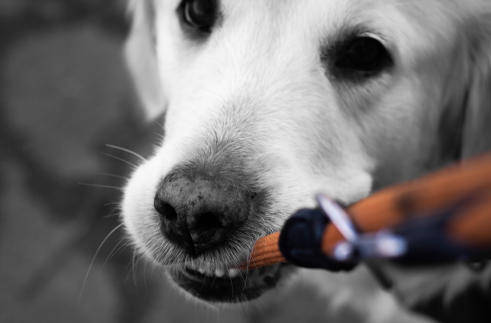 Hond bijt in de lijn riem doormidden met wandelen