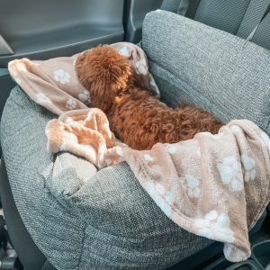 Hondenautostoel honden autostoel autozitje veilig in de auto hond puppy toypoedel labradoodle doodole