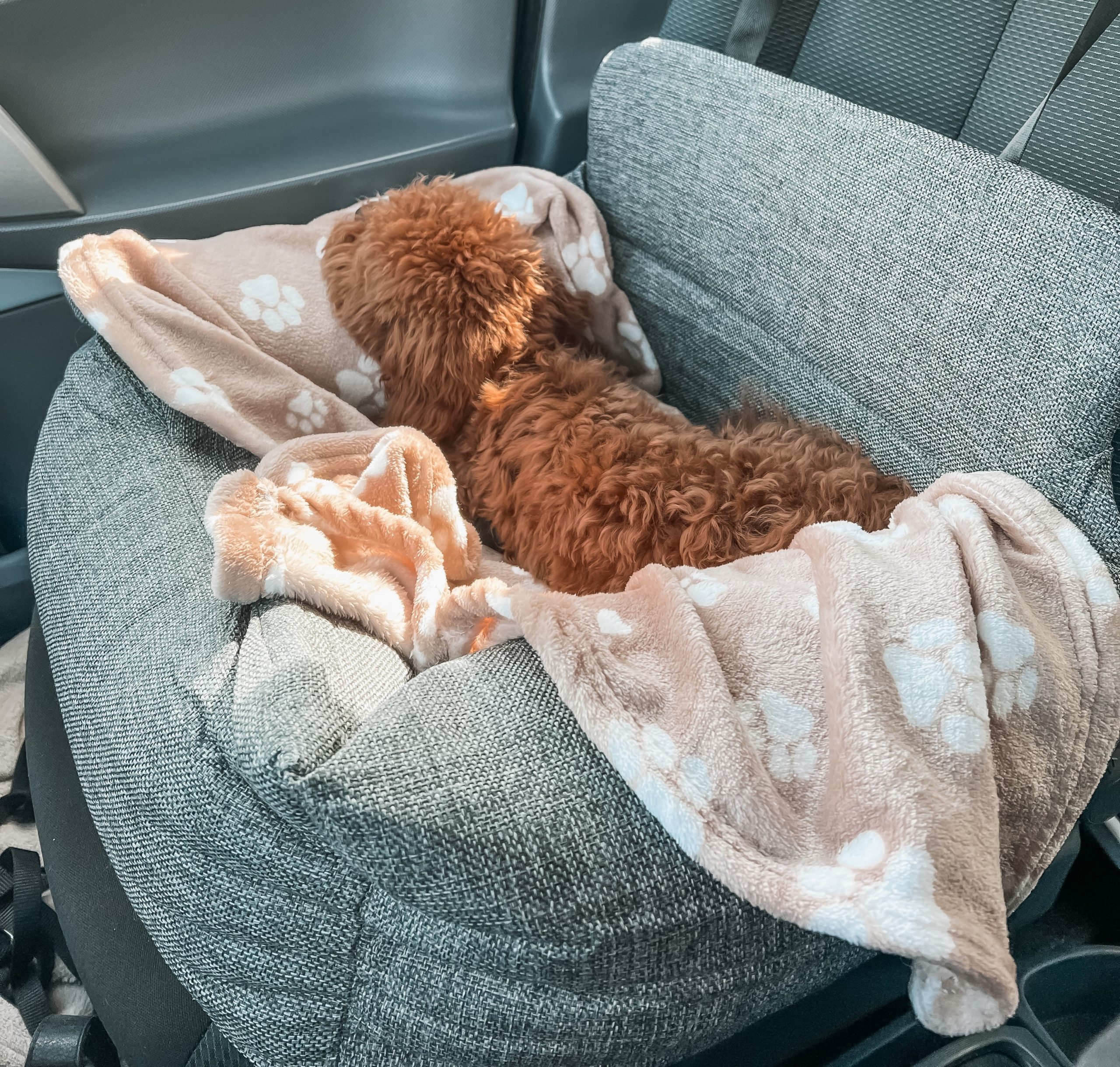 Verbetering verzekering Zuidelijk Dé fijnste Autostoel Hond klein & groot S-XL | Best Getest!