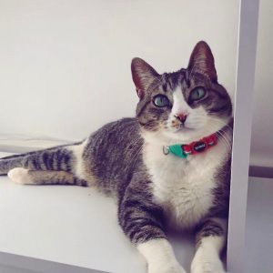 Leuke unieke kattenhalsband katten halsbanden printjes patronen kleuren fotomodel