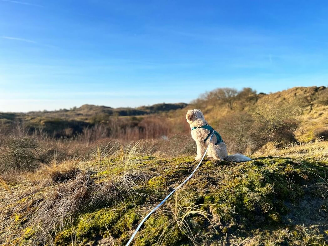 Overprikkelde hond helpen