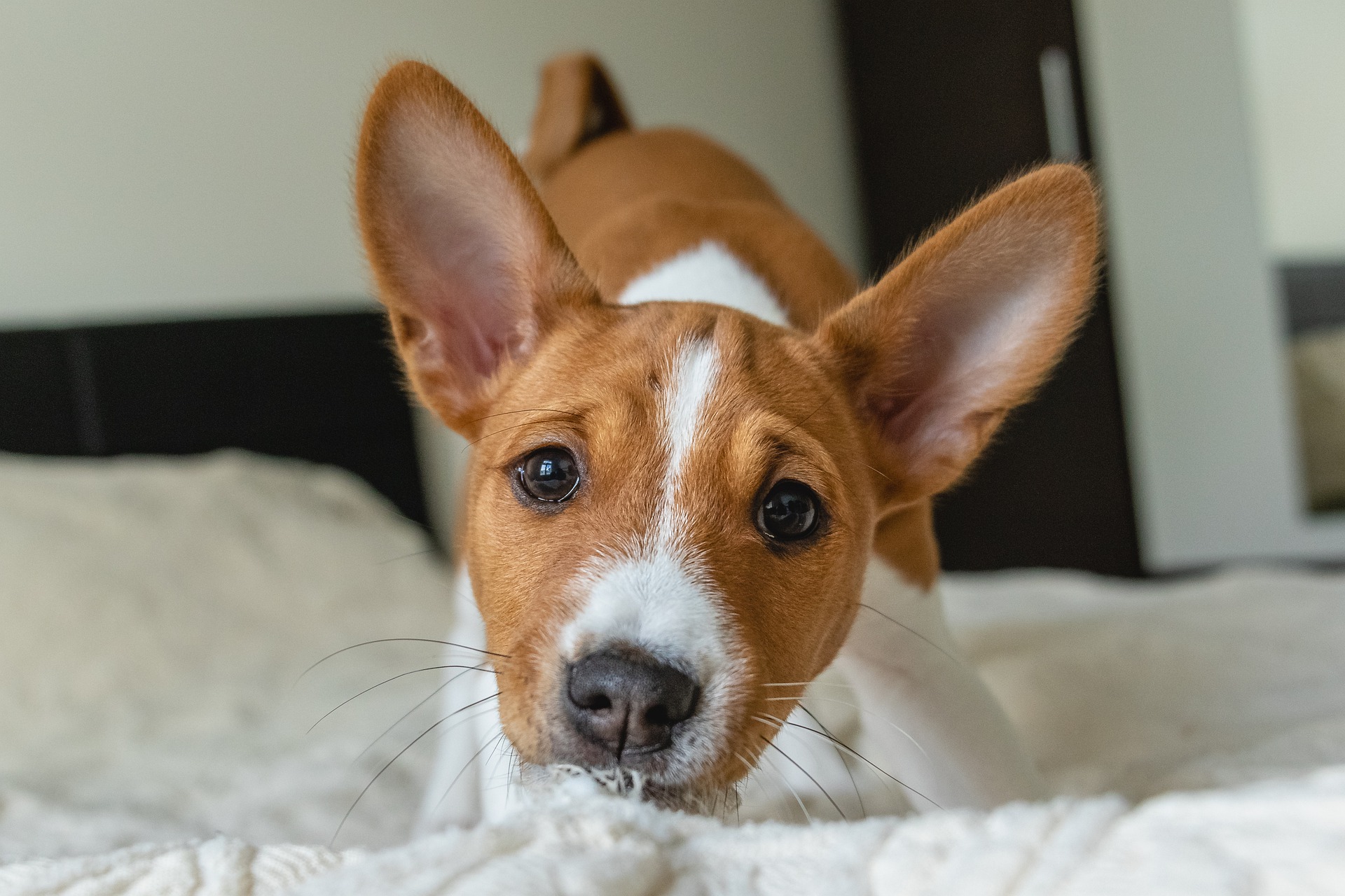 Puppy bijt baas en valt aan afleren