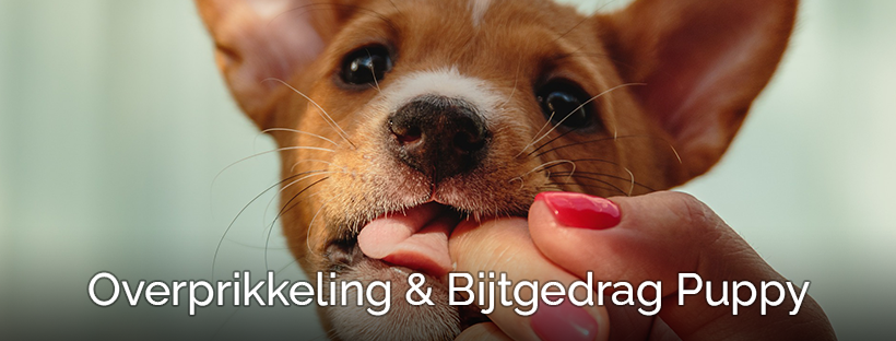 Help! Mijn puppy bijt! – Overprikkeling & Bijtgedrag bij pups