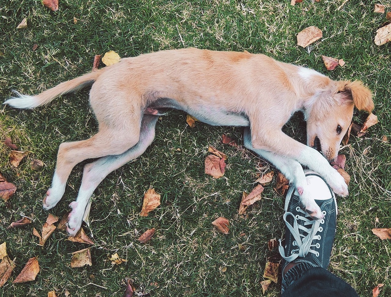 Puppy bijt in benen en kuiten afleren